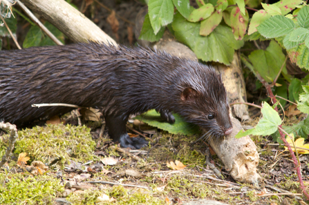 Image of American mink standing on mossy grounds, next to a fallen branch.