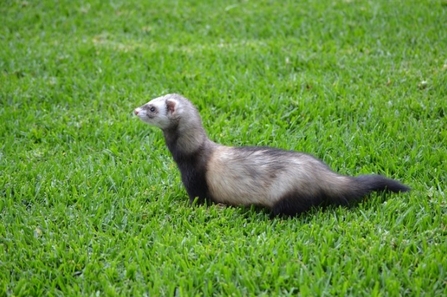 Image of domestic ferret sitting on grass outside.