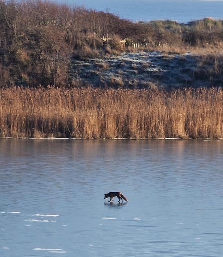 Fox on frozen lake at Hauxley