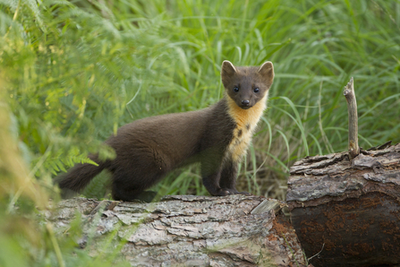 Image of pine marten standing on wooden log, looking at the camera, surrounded by grass,