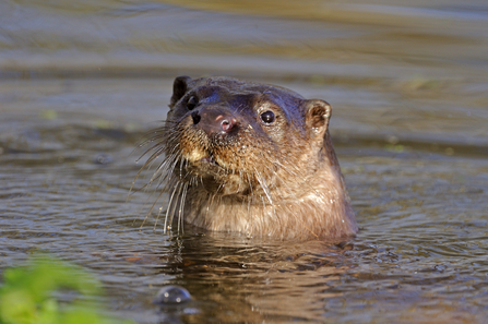 Otter. Image by Andy Rouse 2020VISION.