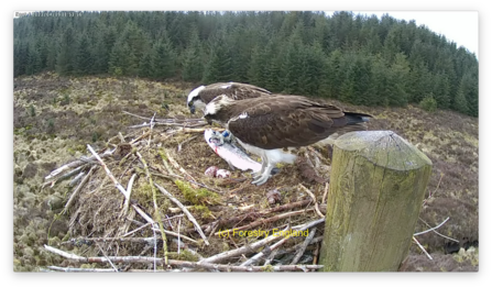 First egg on Nest 4. Image by Forestry England.