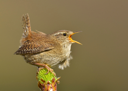 International Dawn Chorus Day 2023. Image by Andy Rouse 2020VISION.