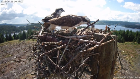Kielder ospreys now live on YouTube. Image by Forestry England.