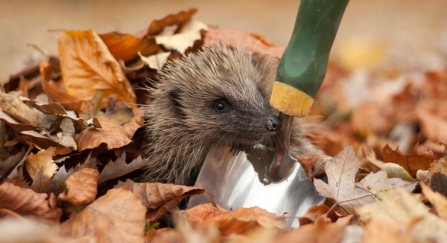 Hedgehog peering out from under autumn leaves next to garden trowel