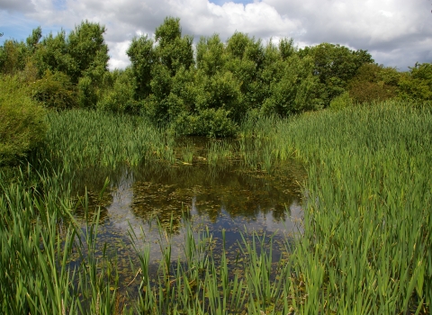 East Cramlington Pond 
