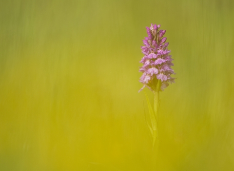 Common spotted orchid - Mark Hamblin/2020VISION