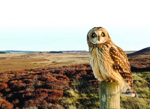 Benshaw Moor and Owl