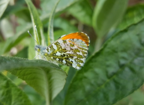 Orange tip butterfly - Geoff Dobbins