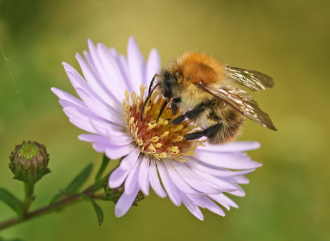 Common carder on aster by Rachel Scopes 
