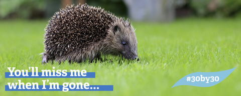 3030 Hedgehog web banner