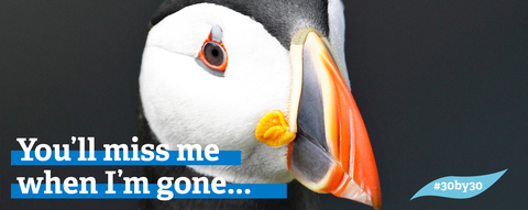 A puffin, with a bright orange beak and white face looking into the camera, with text reading “You’ll miss me when I’m gone...”, for the 30 by 30 project.