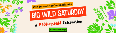 Big Wild Saturday on 15th June at Northumberlandia