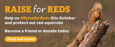 The image is a campaign advertisement to "Raise for REDS," encouraging people to help protect red squirrels and become a friend or donate. The image features two red squirrels on a tree stump.