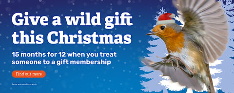 Promotional Christmas banner featuring the text ‘Give a wild gift this Christmas’ and ‘15 months for 12 when you treat someone to a gift membership.’ A robin wearing a red Santa hat is shown in mid-flight on the right side, against a blue background with white silhouettes of pine trees and snowflake patterns. An orange button reads ‘Find out more.