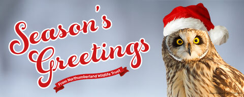 Season’s Greetings message in red script with a banner reading ‘From Northumberland Wildlife Trust.’ An owl wearing a red Santa hat is on the right against a soft grey background.