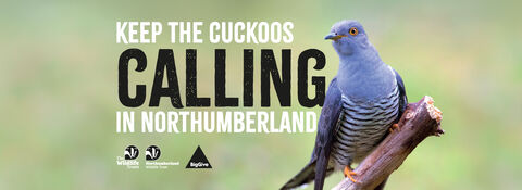 Cuckoo perched on a branch beside the text ‘Keep the cuckoos calling in Northumberland’ with wildlife charity logos.