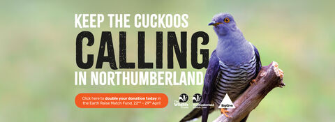 Banner showing a cuckoo perched on a branch with the text “Keep the cuckoos calling in Northumberland” and a donation appeal.