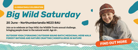 Banner for “Big Wild Saturday” event on 20 June at Northumberlandia NE23 8AU, featuring outdoor activities (yoga, foraging, sound bath, herb walk, forest bathing, crafting, mindfulness) and a “Find Out More” button, with a person in outdoor clothing pictured on the right.