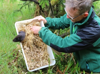 water vole release Paul Pickett - Katy Barke