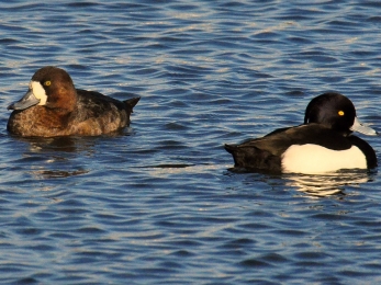 Tufted ducks - Jack Bucknall