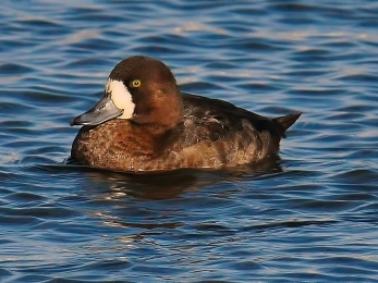 Tufted duck - Jack Bucknall