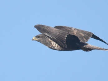 Bird of prey Joel - Ireland