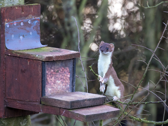 'Houdini' the stoat - Tim Mason