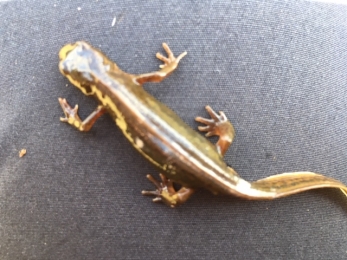 Female palmate newt - Kelly Hollings