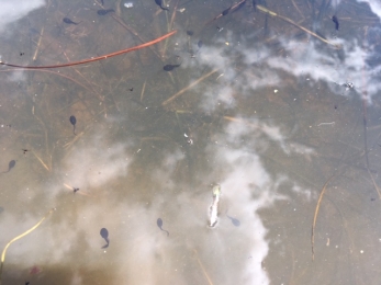 Toad tadpoles - Kelly Hollings