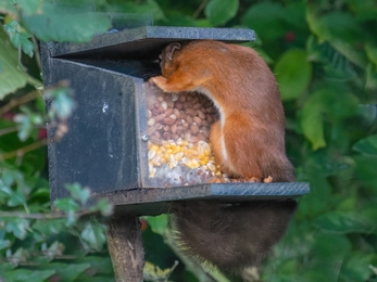 Red squirrel at Hauxley 2 - Ian Page