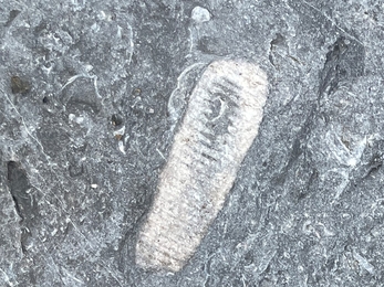 County rock and fossil - crinoid 1