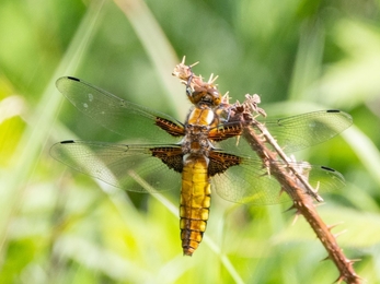 Female broad-bodied chaser on bramble stalk