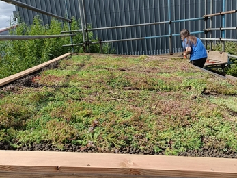 A roof filled with grass and lots of tiny greeny-yellow sedum plants and delicate tiny white flowers.