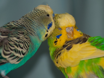 A budgie parakeet of feathers a turquoise mix of shiny sky blue and green and a face of all yellow is leaning over and preening the yellow head feathers of a bright green and yellow pie budgie.