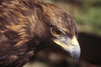 Golden eagle