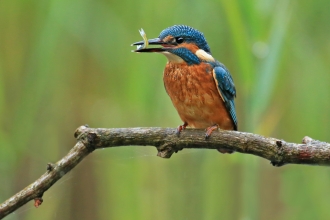 Kingfisher