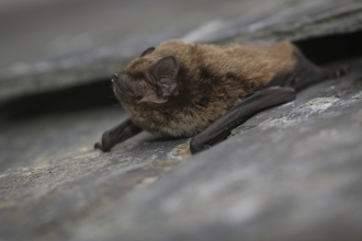 Leisler's bat