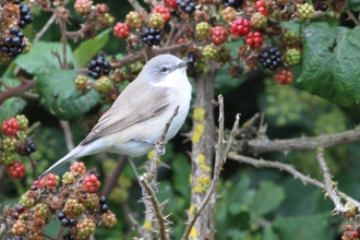 Lesser whitethroat