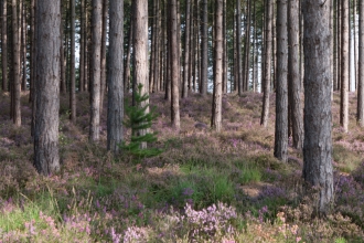 Coniferous plantation