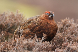 Red grouse