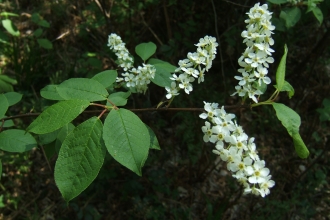 Bird Cherry