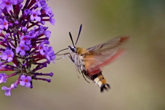 Broad-bordered Bee Hawk-moth