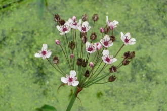 Flowering Rush