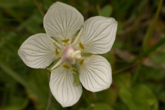 Grass-of-Parnassus