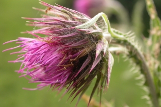 Musk Thistle