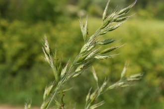 Soft Brome