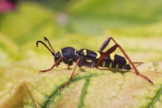 Wasp Beetle