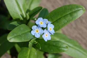 Water Forget-me-not