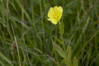 Common Evening-primrose